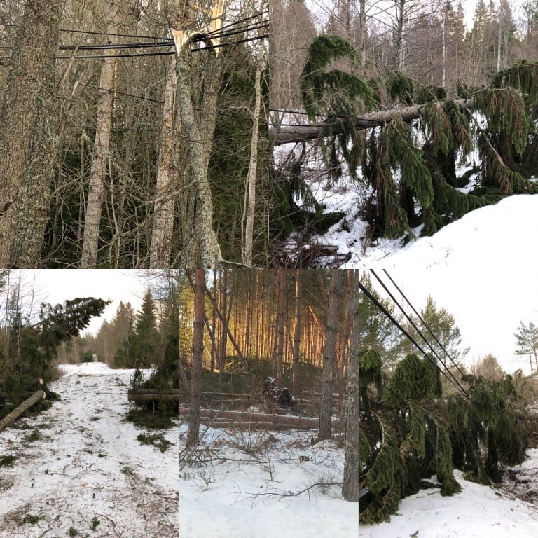 Skador av stormen Alfrida