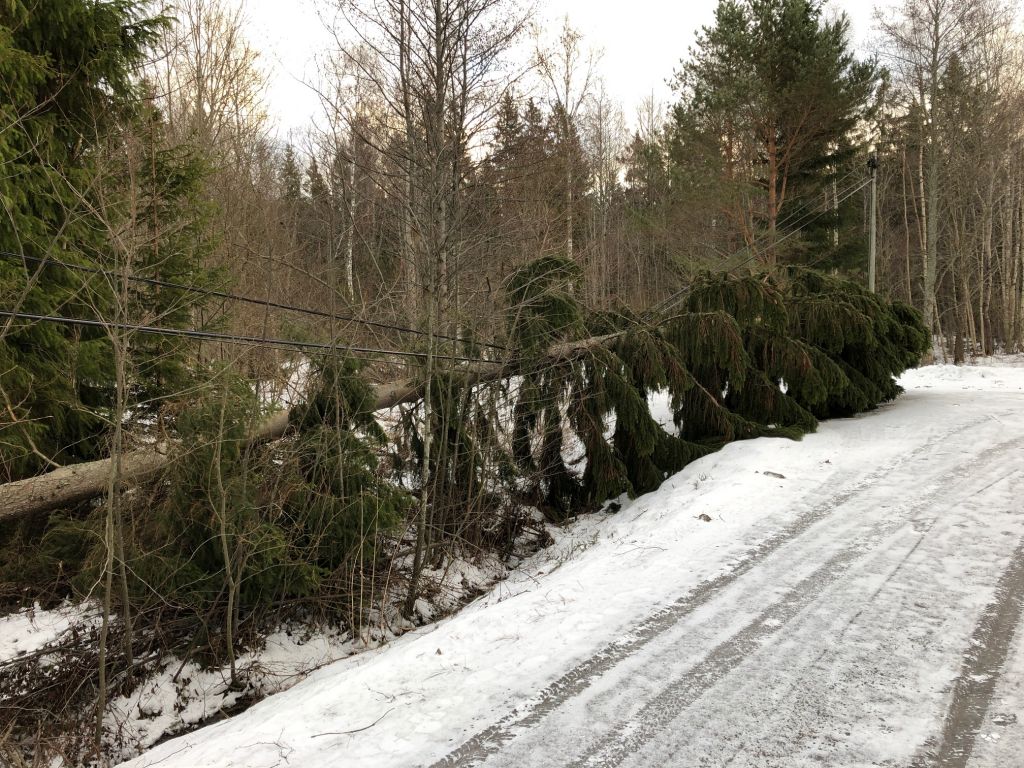 Stormf?llt tr?d p? Tutarbergsv?gen